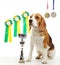 Young beagle dog with medals and champion cup