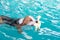 Young beagle dog playing toy in the swimming pool