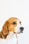 Young beagle dog studio portrait