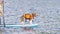 Young beagle dog surfing on a surfboard. Cute dog swimming on sup board