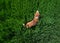 Young beagle dog walking by the path leading in green high grass top view aerial image