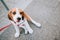 Young Beagle puppy playing with his red leash on concrete tiles