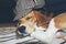 Young Beagle sleeping on a carpet, with a fun and classic British hat