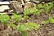 Young bean and celery and thyme in country garden