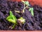 Young bean plant(Phaseolus vulgaris L.) still partially covered with soil - Selective focus