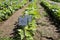 Young Bean Plants