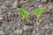 Young bean sprout close-up