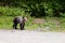 Young bear on parking near forest.