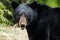 Young bear with shiny black coat stares into your soul with his tiny brown eyes