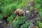 Young Bear watching a threat