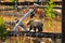 Young bear at Yellowstone National Park