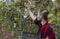 A young bearded gardener picks apples from a tree and places them in a plastic box. The farmer works in an organic garden