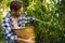 Young bearded man picks peaches from tree into basket with lighten sun through the tree