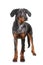 Young beauceron in studio