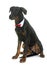 Young beauceron in studio