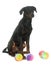 Young beauceron in studio