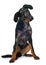 Young beauceron in studio