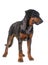 Young beauceron in studio