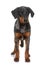 Young beauceron in studio