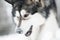 Young beautiful alaskan malamute dog open mouth in snow. snowy nose. Dog winter