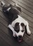 Young beautiful american staffordshire terrier dog lying at studio floor in summer sunny holiday in grass