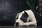 Young beautiful american staffordshire terrier dog lying at studio floor in summer sunny holiday in grass