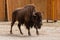 Young beautiful bison