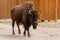 Young beautiful bison