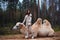 Young beautiful brunette in a rider costume next to a big white camel