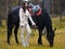 A young beautiful brunette rider next to a black horse in full ammunition,