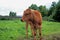 Young beautiful calf in a clearing. Green grass in the garden.