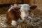 A young beautiful calf lies on the hay in the stall