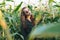 Young beautiful carefree long hair smiling woman in sunglasses in sunset corn field. Sensitivity to nature concept