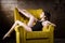 A young beautiful, Caucasian woman with thin figure and long bare legs, barefoot posing reclining on yellow armchair in the i