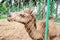 Young beautiful close up camel Africa animal isolate alone sit down on soil ground in zoo cage