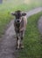 Young, beautiful, a cow goes for a walk on a road near a house