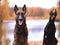 Young beautiful doberman and malinois dog walking in park in summer sunny holiday