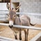Young beautiful donkey is standing in the stall