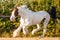 Young beautiful drum horse drumhorse stallion white and red orange with black tail unusual blue  eye playing  freely in the gr