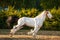 Young beautiful drum horse drumhorse stallion white and red orange with black tail unusual blue  eye playing  freely in the gr