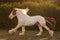 Young beautiful drum horse drumhorse stallion white and red orange with black tail unusual blue  eye playing  freely in the gr