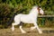 Young beautiful drum horse drumhorse stallion white and red orange trotting running   freely