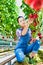 Young beautiful farmer picking tomato in greenhouse