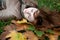 Young beautiful ginger lying on the autumn leaves