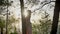 Young beautiful ginger smiling girl on beach in forest standing near tree, nature, silhouette, looking at camera 50 fps