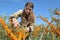 Young beautiful girl collects buckthorn