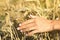 Young beautiful girl in the field with ears in the hand