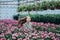 Young beautiful girl in a greenhouse with colorful flowers petunias in spring