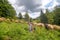 Young beautiful girl shepherd grazes a herd of sheeps in a green field