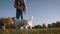 Young beautiful girl training little jack russell terrier to Play Dead